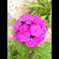 Dianthus barbatus 'Noverna Purple' (3)